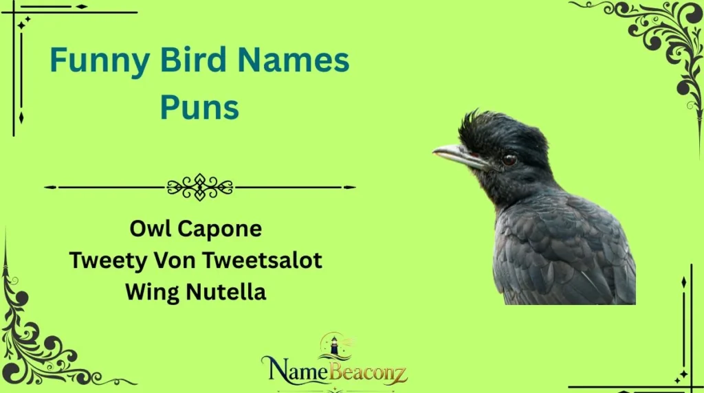 Funny Bird Names Puns