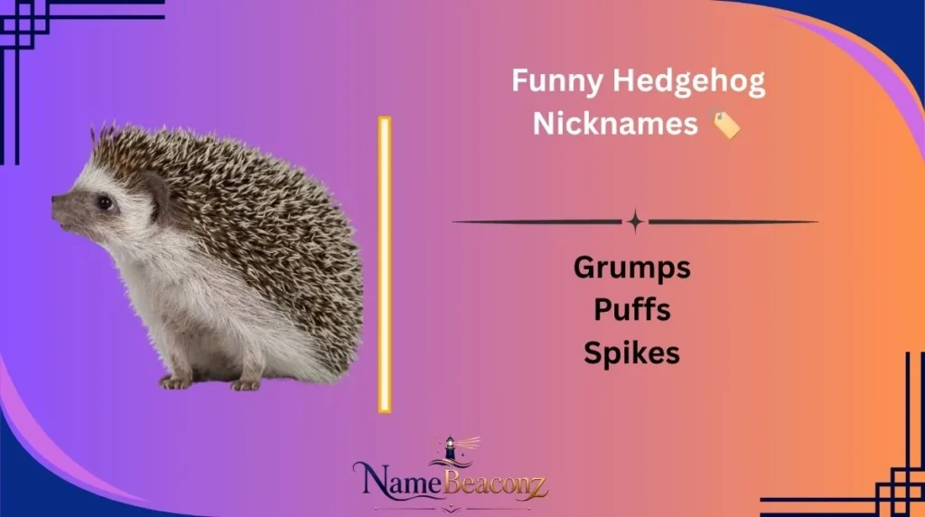 Funny Hedgehog Nicknames π·οΈ