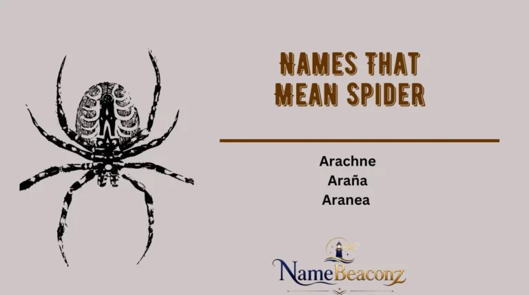 Names That Mean Spider