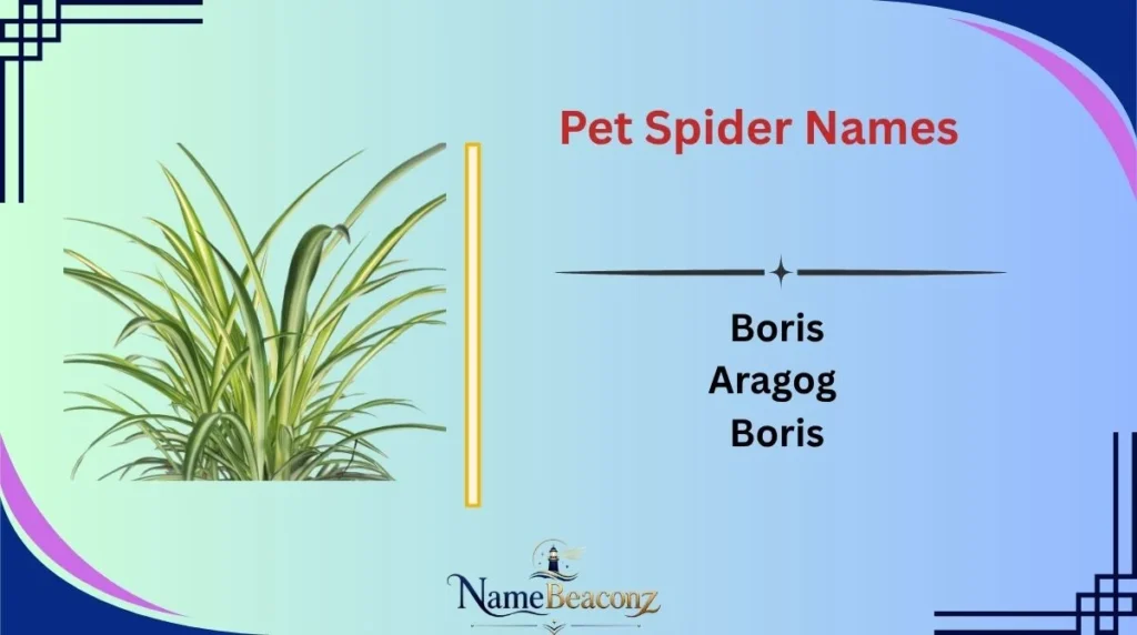 Pet Spider Names
