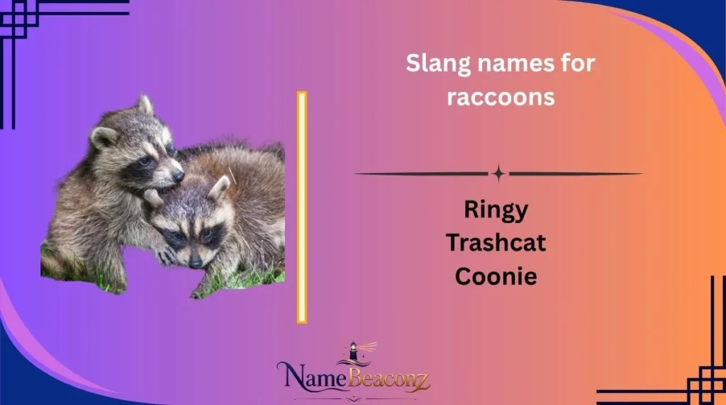 Slang names for raccoons