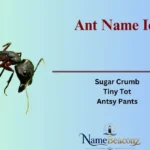 Ant Name Ideas