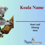 Koala Name Ideas